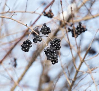black berries on branches