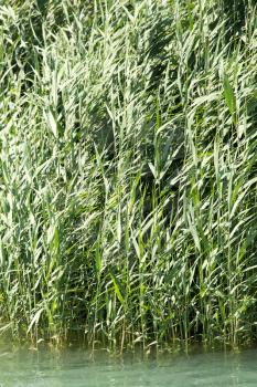 green reeds in nature