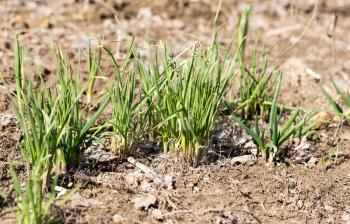 green onions growing in the garden