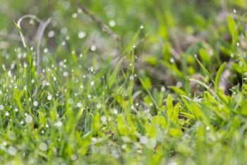 dew drops on green grass