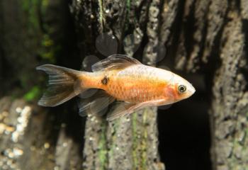 fish in an aquarium