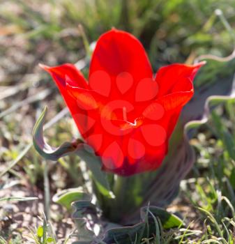 red tulip in nature