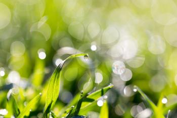 drops of dew on the grass