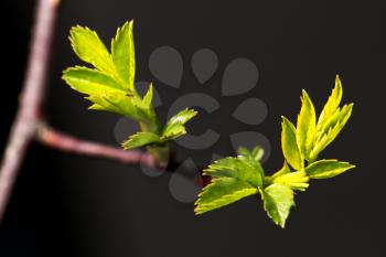 small leaves spring from buds on a black background