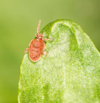 Red bug on a green leaf. close-up