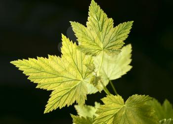 leaves on a black background. close