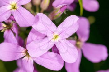 purple flower on a black background. close