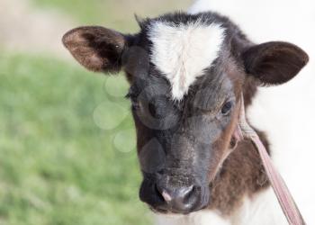 small calf in nature