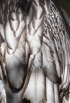 eagle feathers as a background