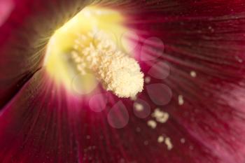 pollen in flower. close
