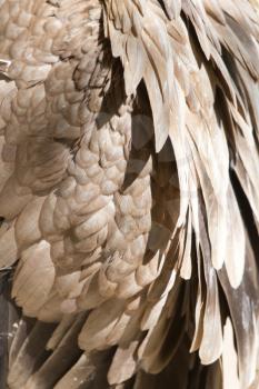 eagle feathers as a background