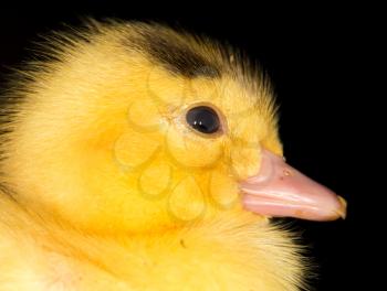 Portrait of a small duckling