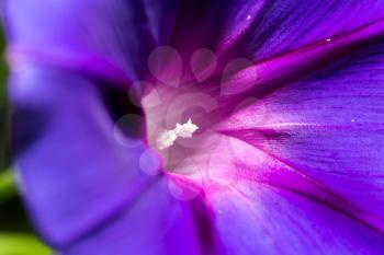 purple flower. close