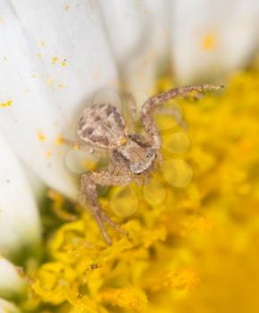 Spider on a flower in the nature. close