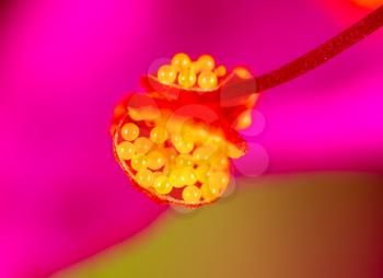 pollen on a flower. Super Macro