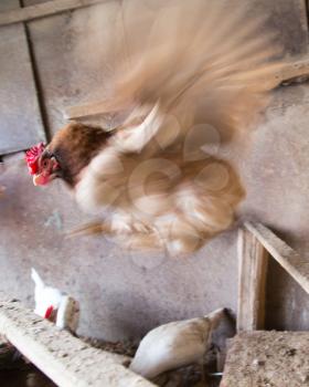 chicken in flight