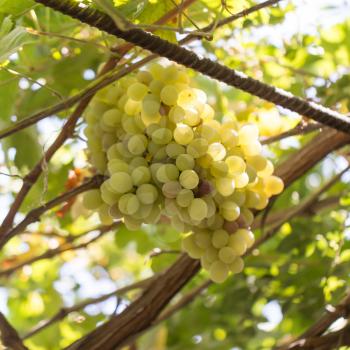 ripe grapes on the nature