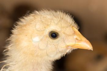Portrait of a small chicken