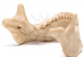 human jaw on a white background