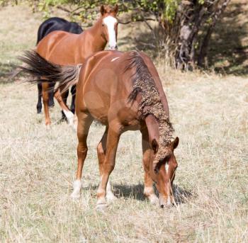 a horse in a pasture in nature