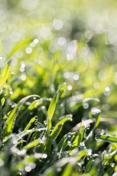 dew drops on green grass in nature