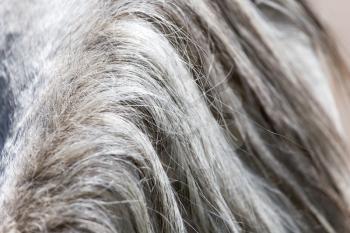 background of the horse's mane