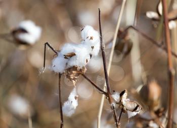 Big cotton buds bloom on a blurred background