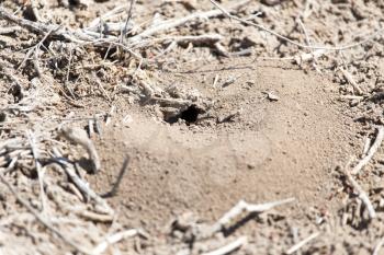 Close-up image of anthill in soil