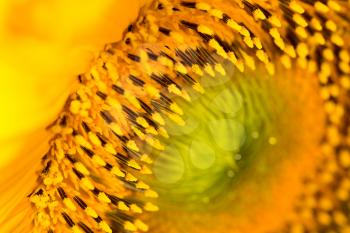 background of sunflowers. close