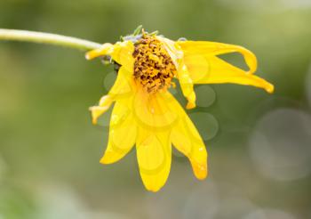 yellow flower in the rain in nature