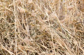 bulrush autumn as a background