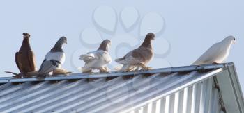 pigeons on the roof