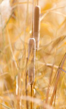 Yellow reeds in nature in autumn
