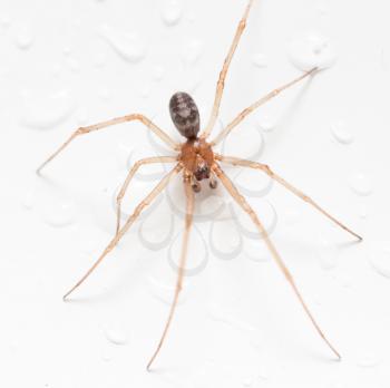 Spider on a white background with water drops