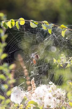 spider on a web in nature