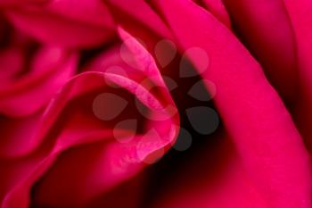 red rose petals as a background. macro