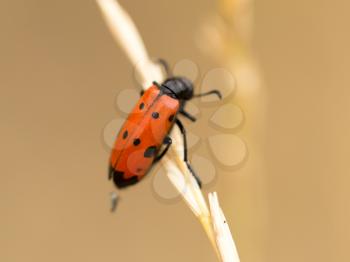 Red beetle on nature. close