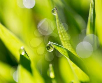 drops of dew on the green grass