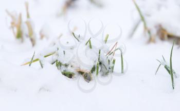Grass in the snow in the winter in nature