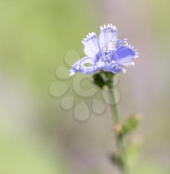 blue flower in wild nature