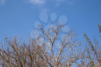 bare tree branches against the sky