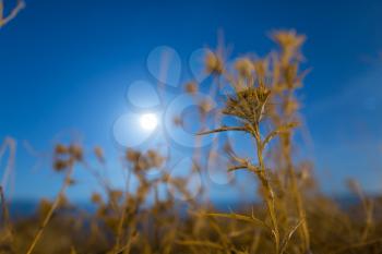 prickly plant at night outdoors