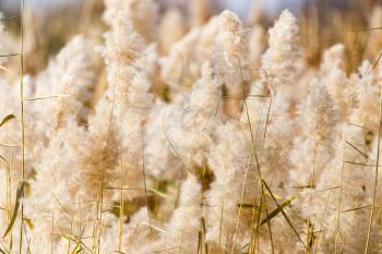 Yellow reeds in nature in autumn