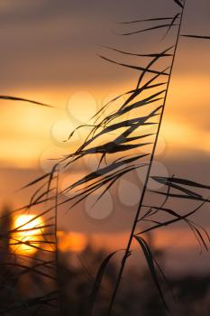 bulrush at sunset