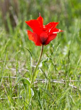 Wild red tulip in nature