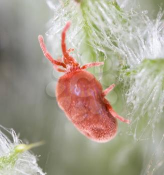 Red tick in nature. macro