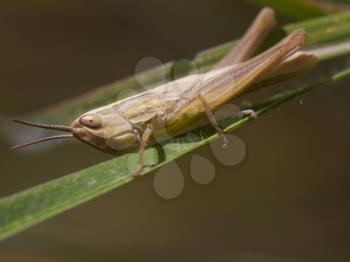 grasshopper in the grass. macro