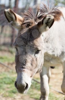 Portrait of a donkey in a park on the nature