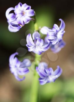 beautiful blue flower on nature. macro