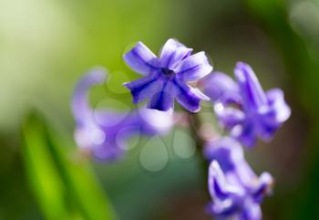 beautiful blue flower on nature. macro